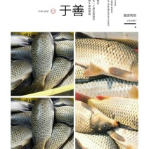池鲤鱼1~2公斤食用