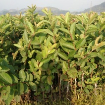 台湾珍珠番石榴苗30~50cm