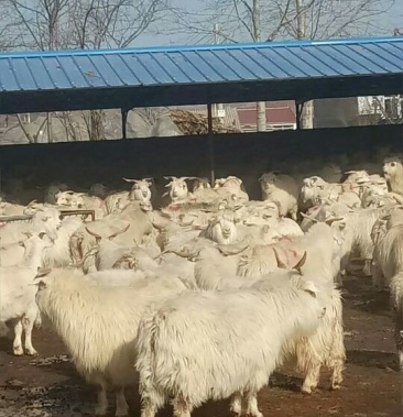 辽宁盖县种山羊市场图片