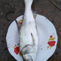 白鲢苗