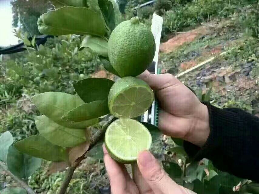 柠檬成熟过程对比图