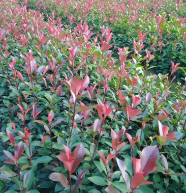 庭院行道绿化红罗宾篱笆色块红叶石楠树苗圃直销