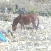 肉马100~200kg