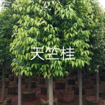 天竺桂3.5~4m