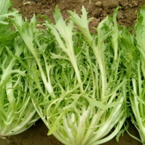 苦菊25~30cm