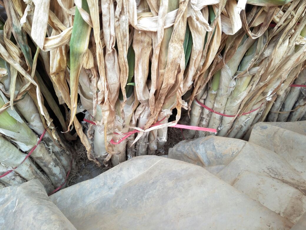 一张拼贴风格图片,包含四个场景:左侧上方为大葱蘸酱摆盘,右上为葱油拌面特写,左下为烤大葱放在烤架上,右下为章丘大葱整根立放于木筐中,背景为中国传统厨房环境 章丘大葱的多种食用场景组合图