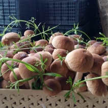 鲜茶树菇10cm