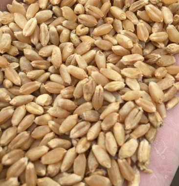 郑麦9023小麦125以下