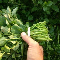 豆瓣菜无公害蔬菜