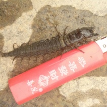 爬沙虫