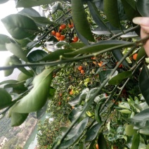 【精选脐橙枝条】湖北脐橙枝条规格全品种多苗圃现挖现发