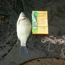 鲫鱼鲫鱼苗方正鲫鱼