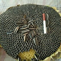 葵花种子