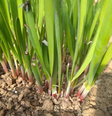 昌黎红根韭菜大量上市质量好硬度高