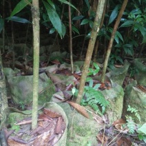 小叶桢楠1.5~2m
