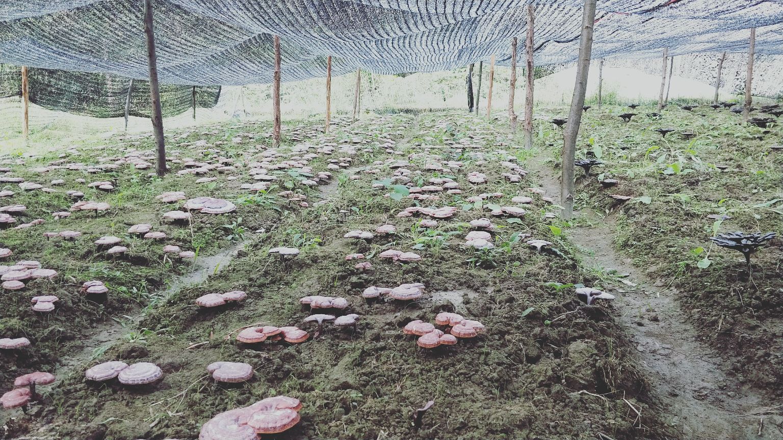 黑灵芝采收场景