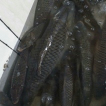 江鲤鱼3公斤以上食用