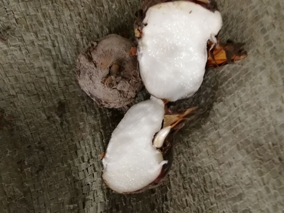 毛马蹄切片展示其内部结构