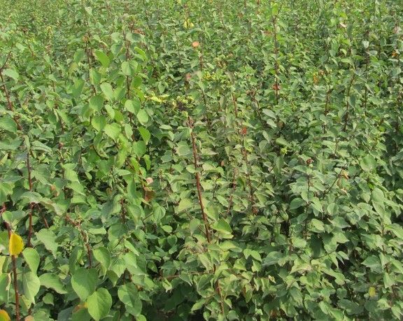 图片说明:果农在凯特杏种植园中进行修剪和管理,展示科学种植的过程 凯特杏种植园管理图