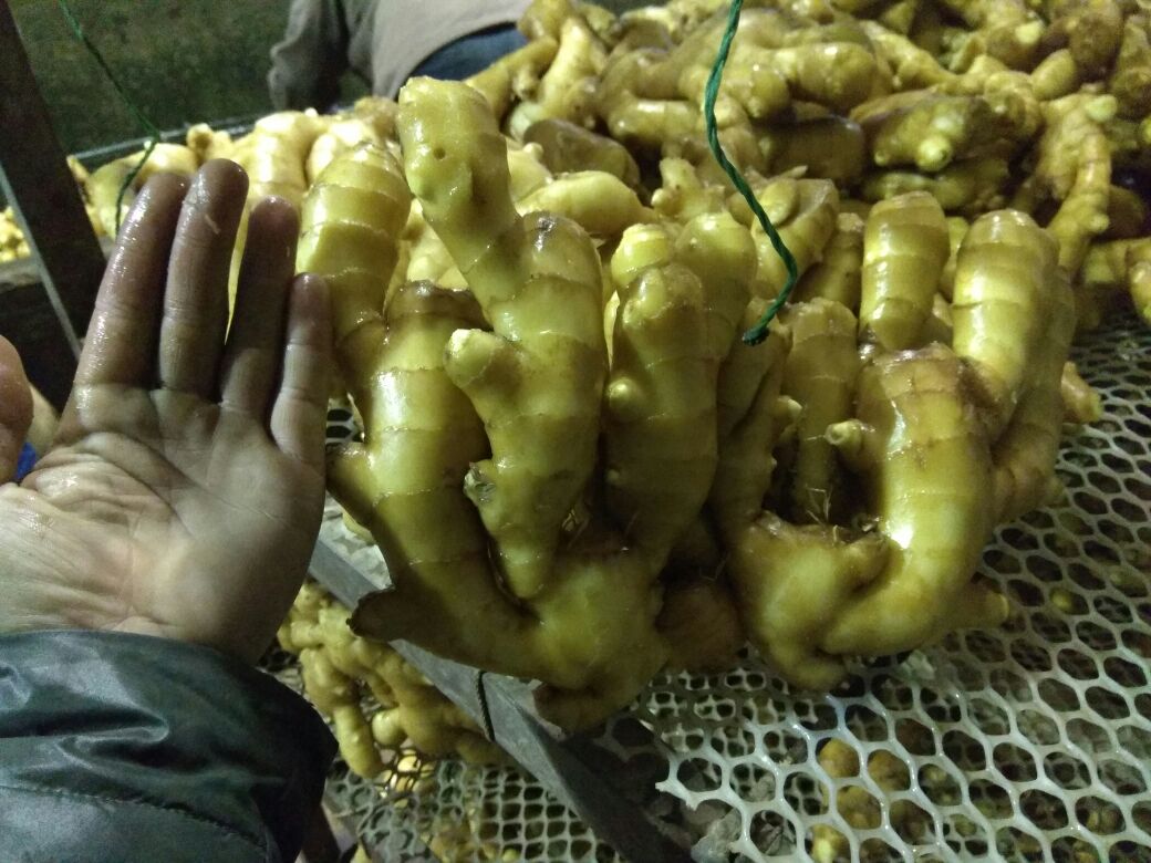 面姜与其他姜类对比图