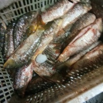 鲤鱼食用1~2公斤