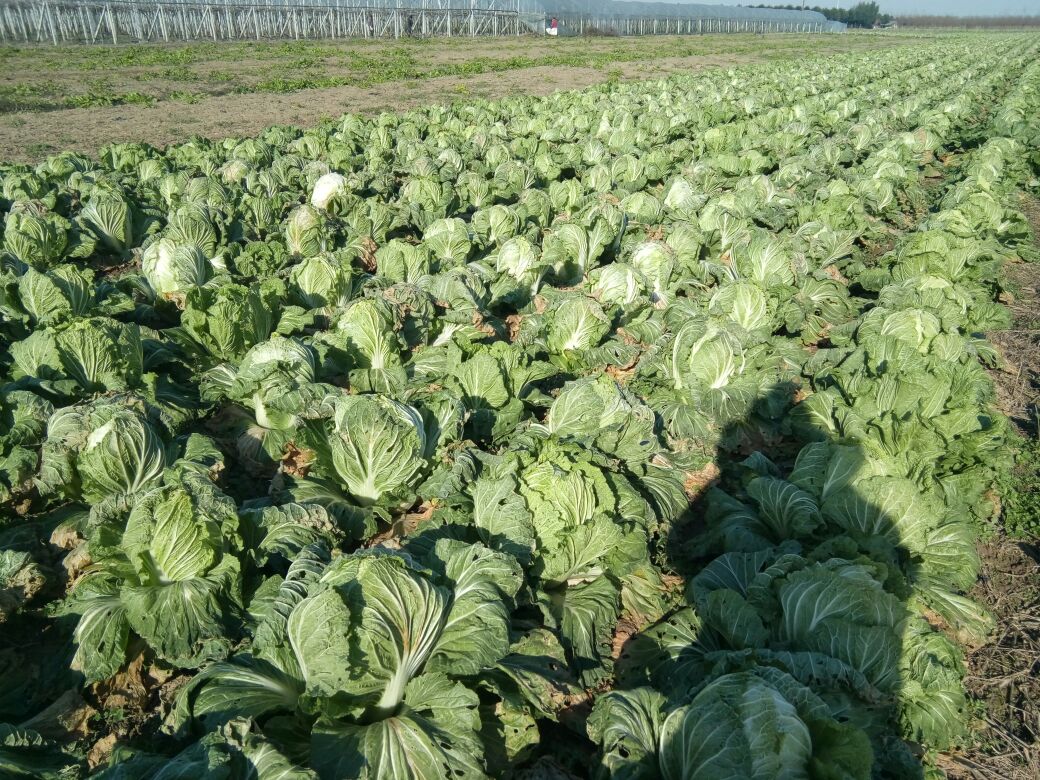 青杂三号白菜成熟田间全景