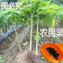 木瓜树10~20cm