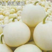 甜瓜种子650粒包邮