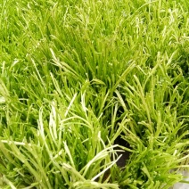 芦篙净蒿新鲜采摘当天发货