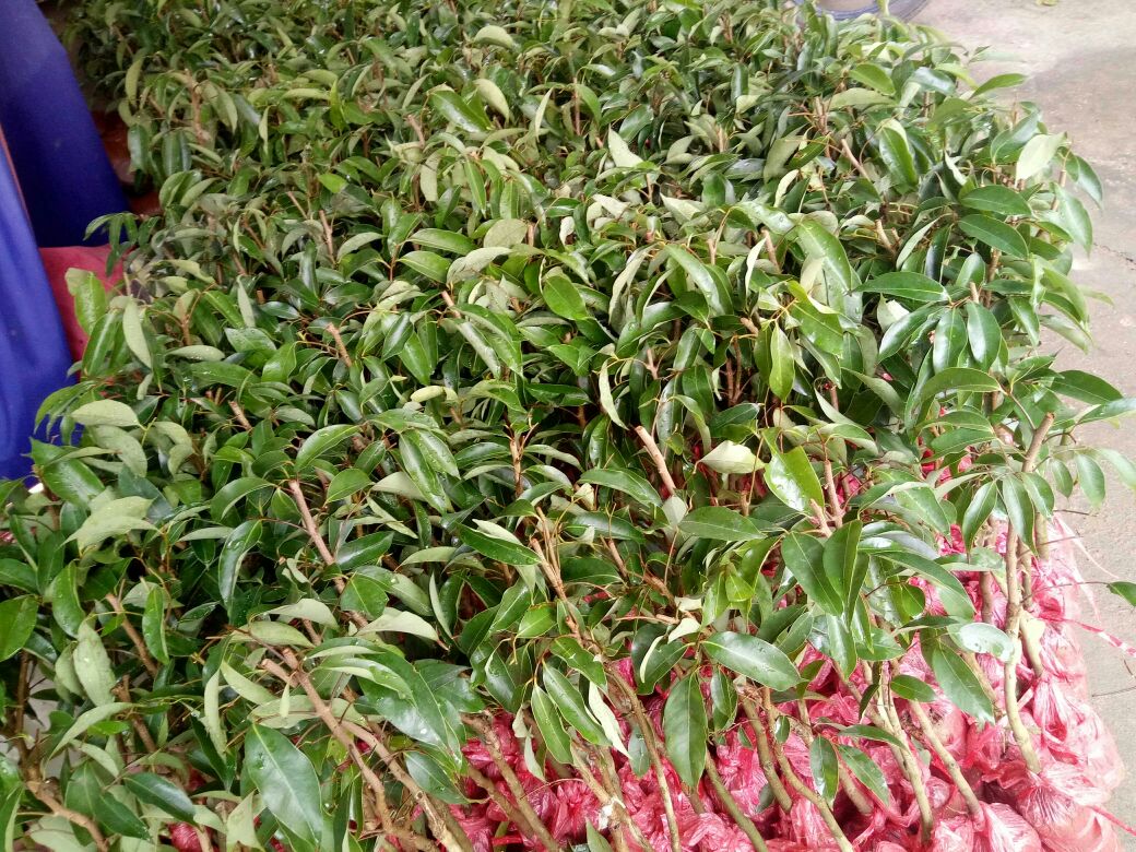 技术人员正在进行荔枝嫁接操作,以提升无核荔枝品种稳定性 荔枝嫁接操作