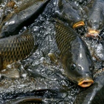 池鲤鱼0.5~1公斤食用