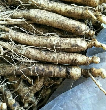 东北特产保真保存(水参 新鲜)