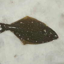 鸦片鱼食用活鱼