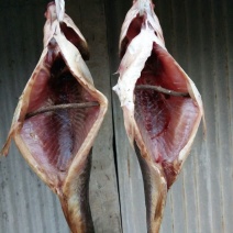 池鲤鱼食用1~2公斤
