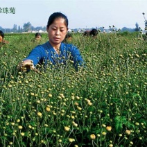 珍珠菊花茶一级