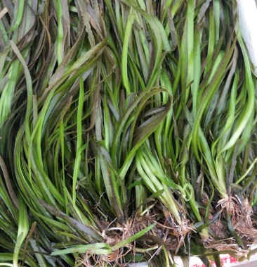 四季短叶苦草生长快不枯萎零下结冰都能存活