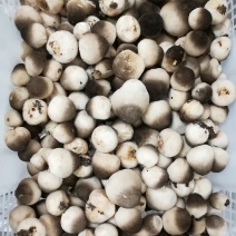 鲜草菇92%一级