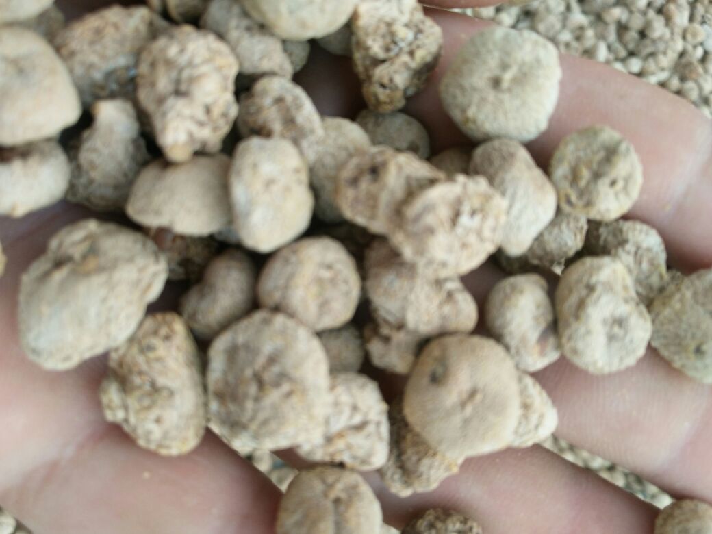 临床摄影:患者右手背尺侧可见12处直径1–2mm红色坚实丘疹,呈线状排列,表面无脓痂,周围皮肤轻度红晕;背景为胡椒研磨器木质手柄,残留少量灰褐色胡椒粉末 胡椒过敏患者手背迟发型接触性皮炎典型皮损