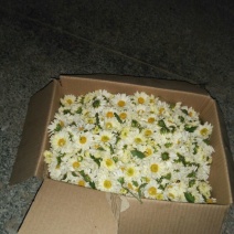 干菊花