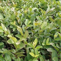 番石榴苗30~50cm