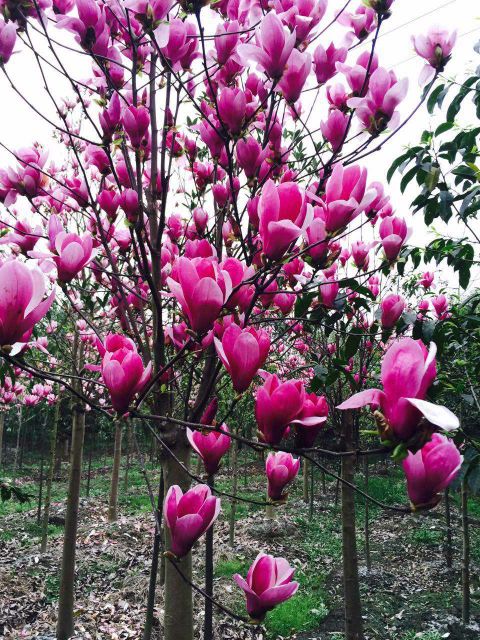 玉兰苗红玉兰苗三季鸿运玉兰玉兰树娇红一号真品