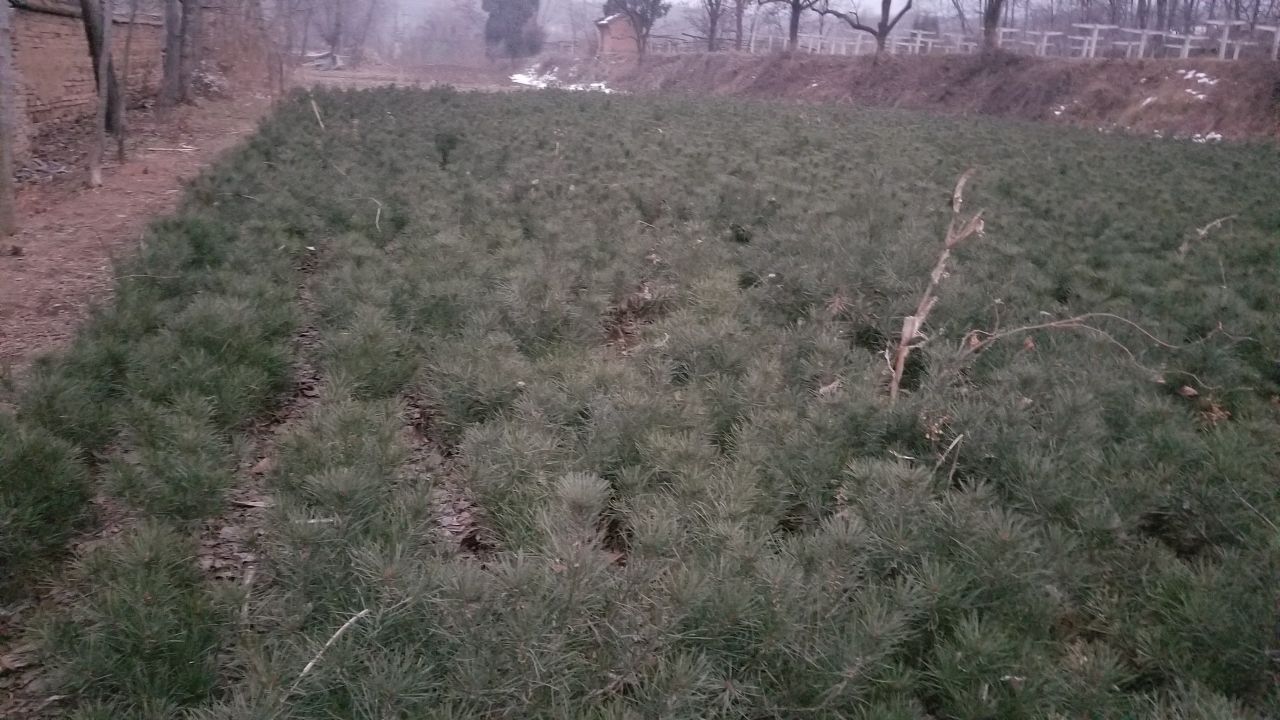 白皮松苗床高密度育苗场景