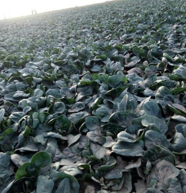 [菠菜批发]黑叶菠菜 20~25厘米价格0.50元/斤 - 一亩田