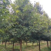 宜昌楠10~20cm