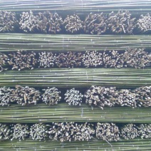 竹竿：菜架竹、药架竹豆角架等各种架杆产地批发，