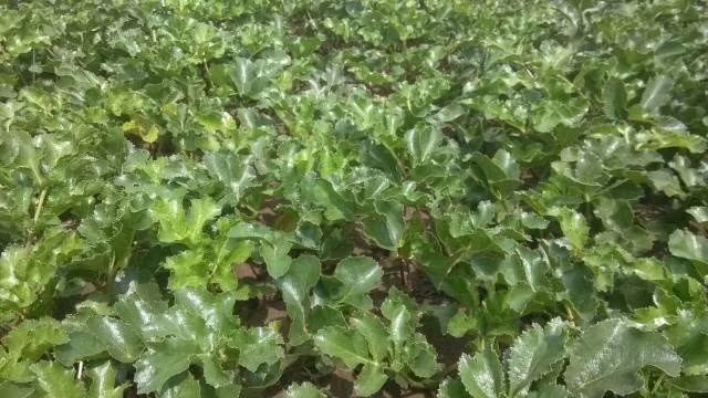 辽宁省北票市牛营子镇连片种植的北沙参田,春季绿叶茂盛,土地呈梯状分布,远处可见丘陵地貌和防护林带,田间有农户正在田间管理作业 牛营子镇北沙参种植基地航拍图