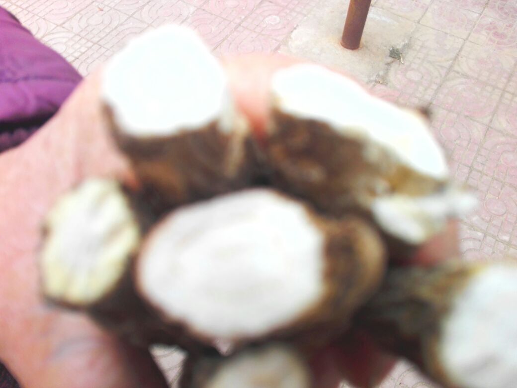 左侧为白芷横切面显微照片,放大40倍,显示明显黄色油管分布于韧皮部;右侧为白芍横切面,细胞排列紧密,可见大量草酸钙簇晶(箭头所示),无油管结构。标尺长度为200μm,背景为实验室显微成像平台 白芷与白芍药材切片显微图像对比