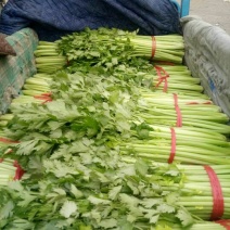 芹菜55cm以上，大量上市！