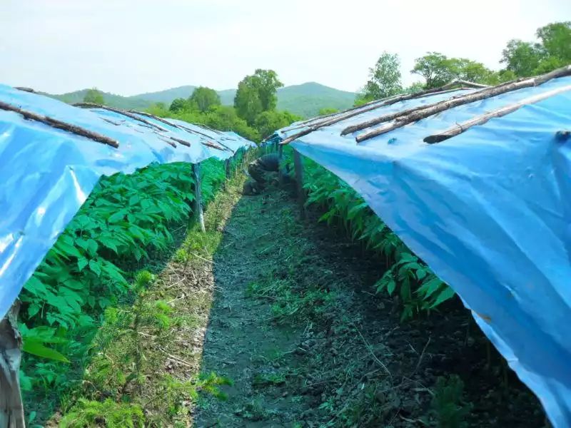 美国威斯康星州西洋参林下种植场景