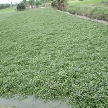 豆瓣菜无公害蔬菜